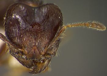 Media type: image;   Entomology 34404 Aspect: head frontal view